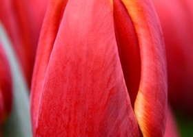Tulipa Laura Fygi (4)